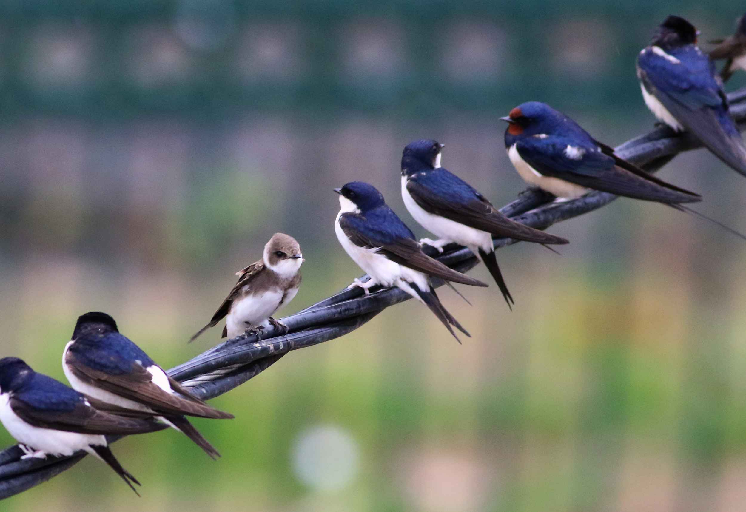 Bank Swallow